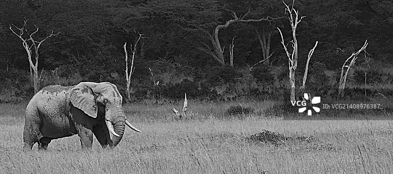 我拥有这片土地图片素材