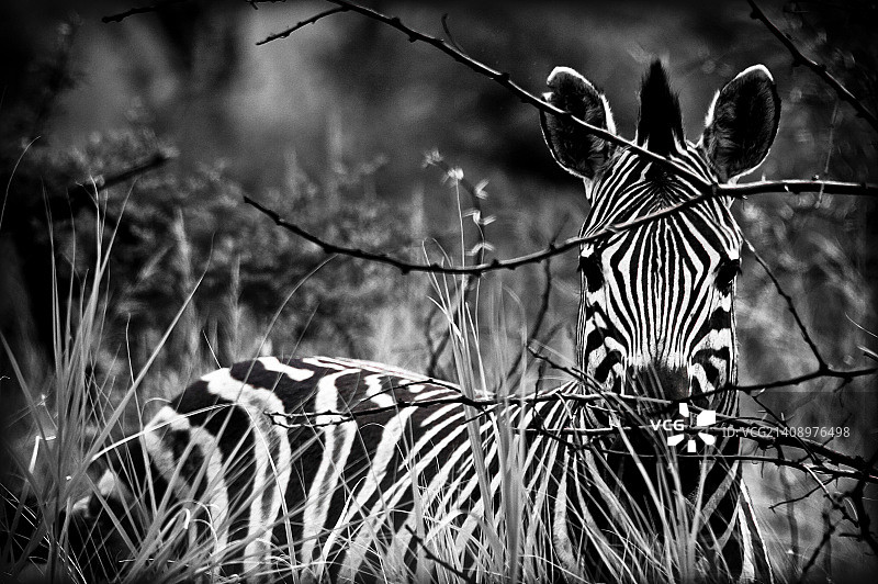 隐藏的黑白斑马图片素材