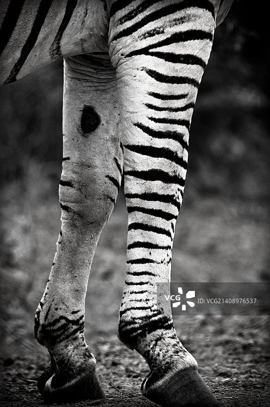 斑马的腿图片素材