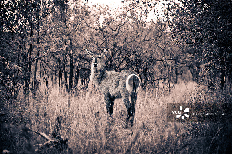 非洲大羚羊图片素材