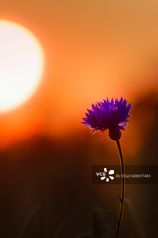矢车菊图片素材