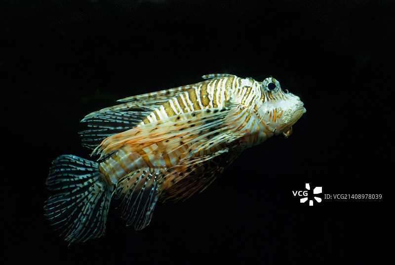 圣彼得堡水族馆图片素材