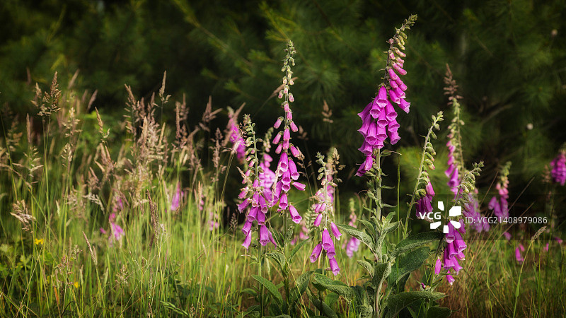 毛地黄图片素材