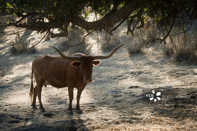 长角母牛图片素材