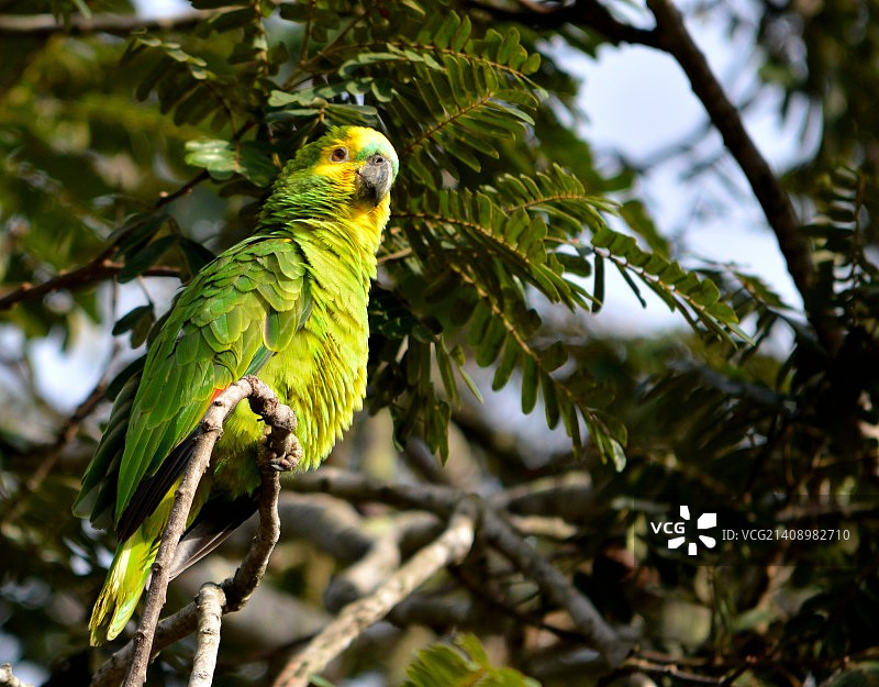 黄头鹦鹉图片素材