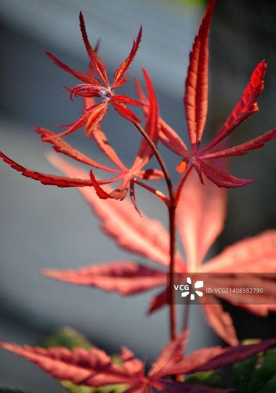 日本枫树图片素材