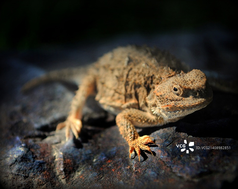 大短角蜥图片素材