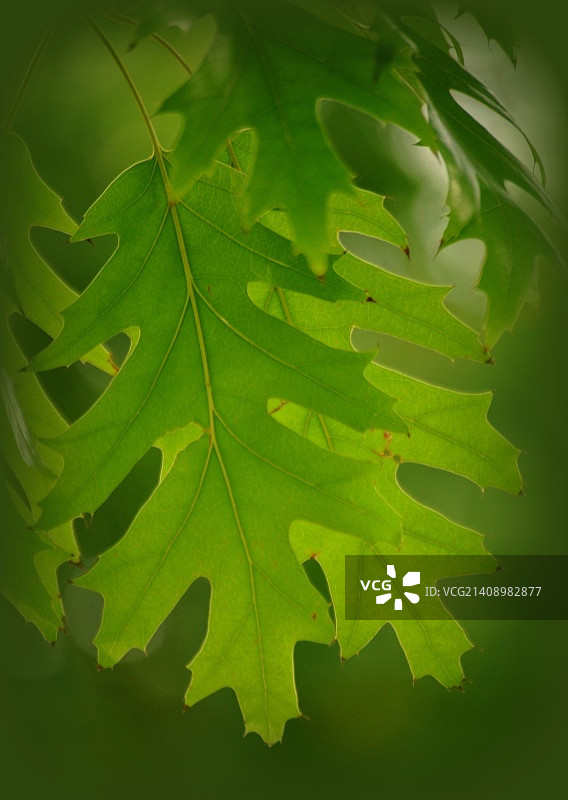 栓皮栎树叶图片素材