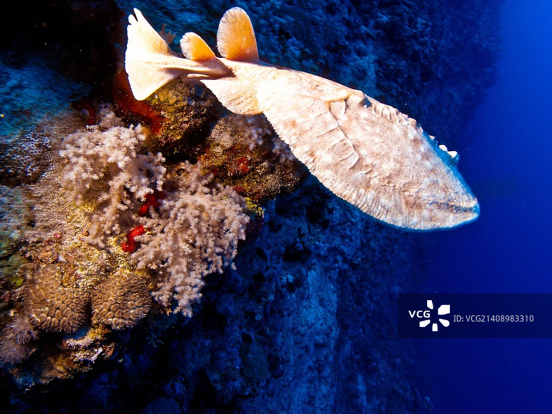 200伏电鳐图片素材