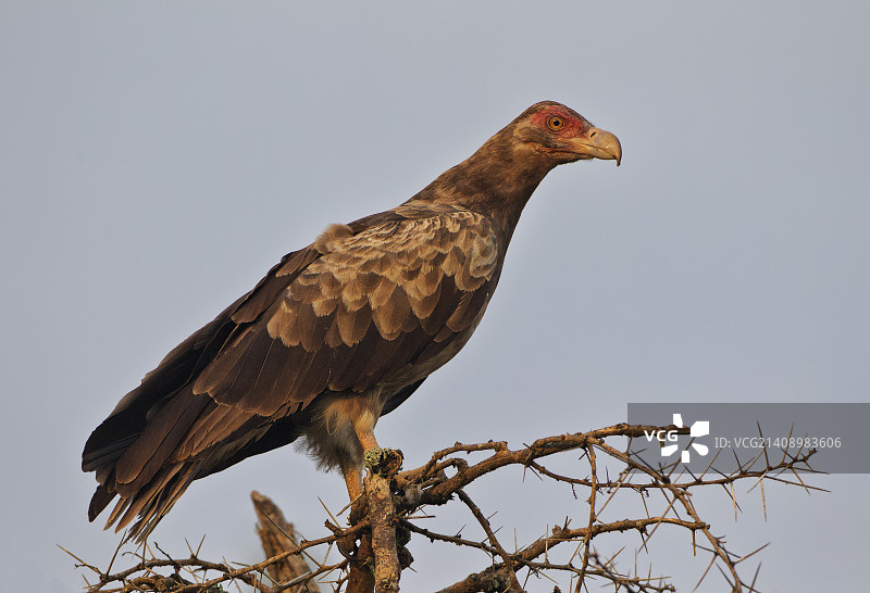 棕榈鹫图片素材