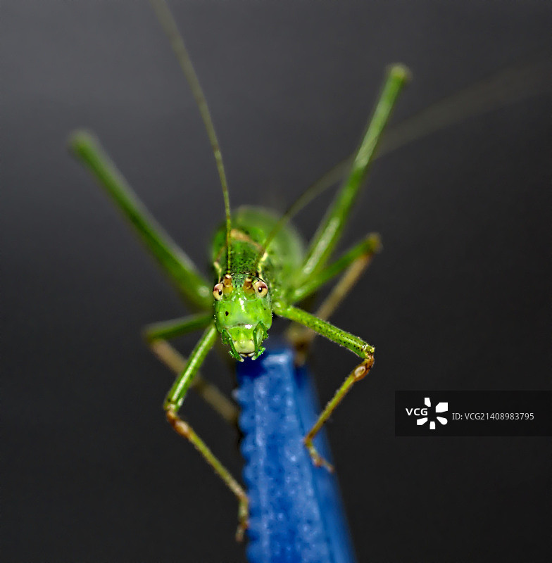 衣夹上的蚱蜢图片素材