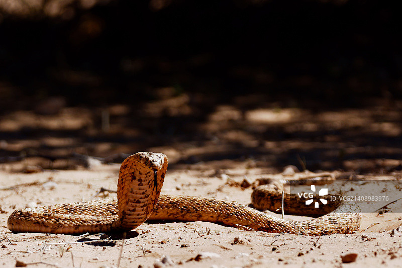 非洲开普眼镜蛇1图片素材