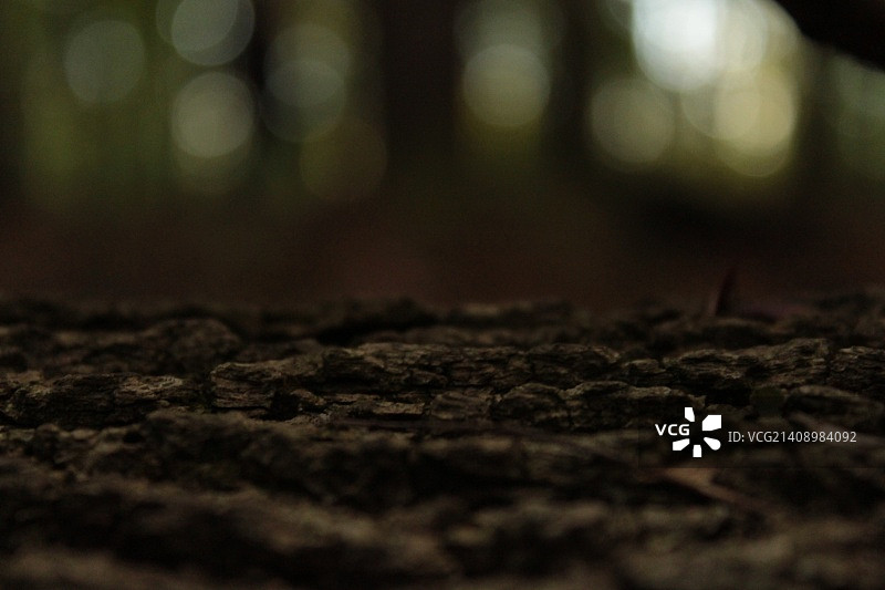 原木上的颠簸图片素材