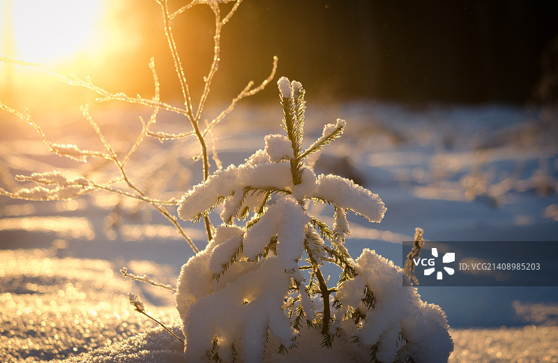 冬日阳光图片素材