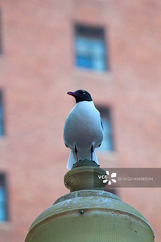 我现在是国王，这是我在AC的新宝座图片素材