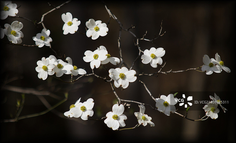 山茱萸图片素材