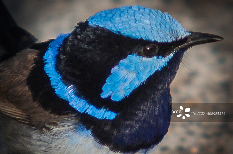 蓝色鹪鹩图片素材