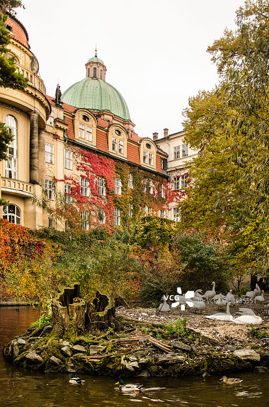 天鹅岛图片素材