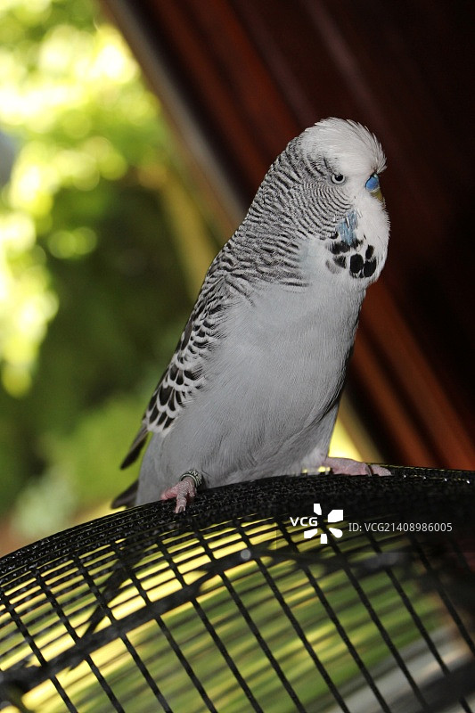 虎皮鹦鹉图片素材