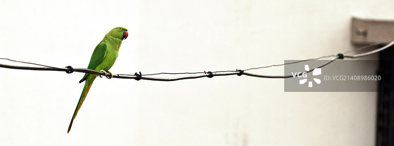 长尾小鹦鹉图片素材