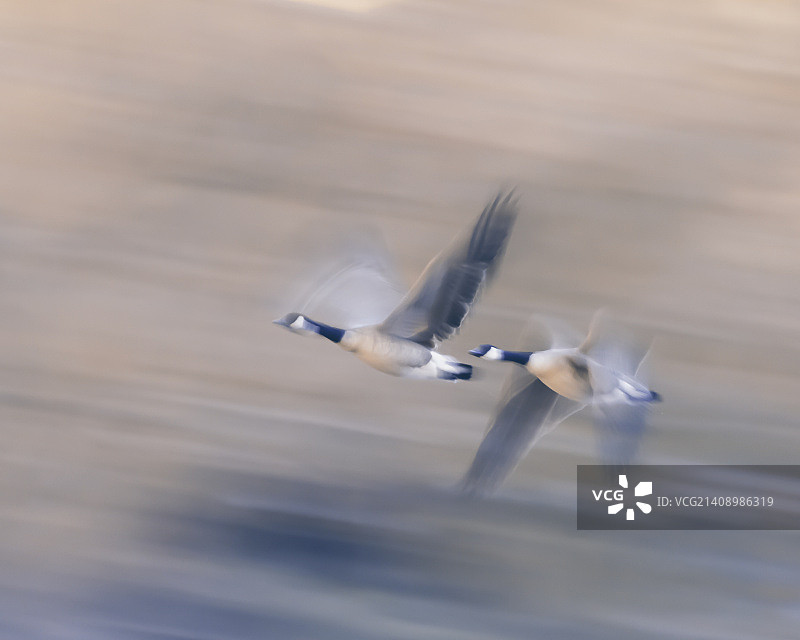 飞行中的加拿大雁图片素材