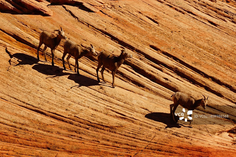 锡安国家公园的沙漠大角羊图片素材