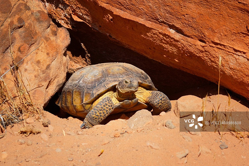 沙漠陆龟 - 犹他州艾文思图片素材