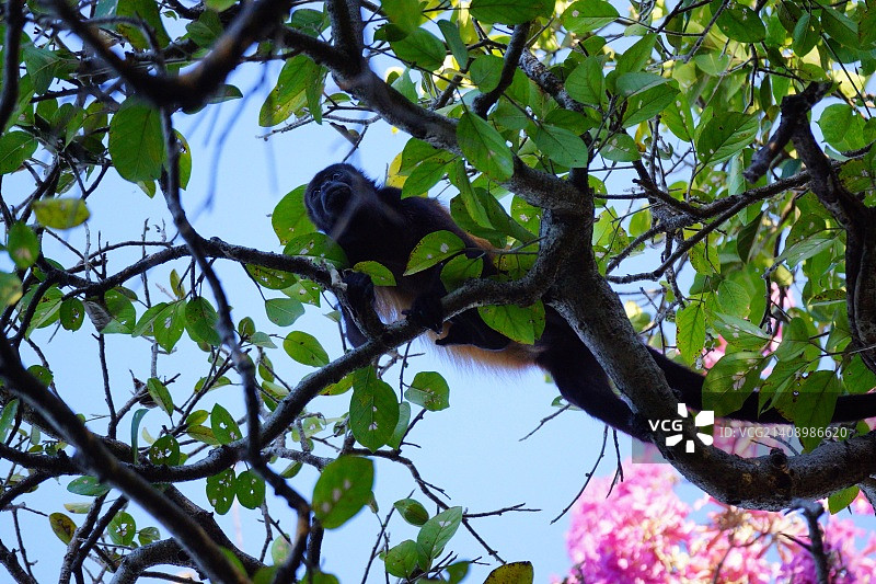 披肩吼猴-哥斯达黎加图片素材