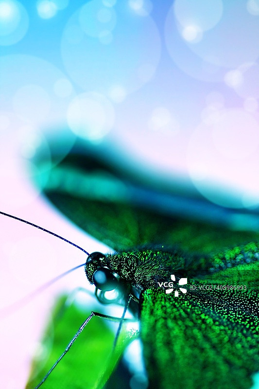 摄影师：Alexey Chmyhalov图片素材