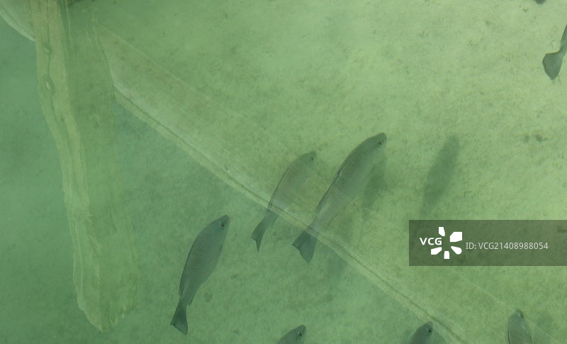 摄影：DMC图片素材