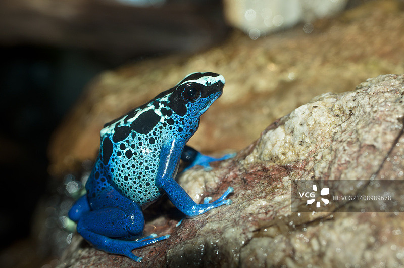 蓝色箭毒蛙2图片素材