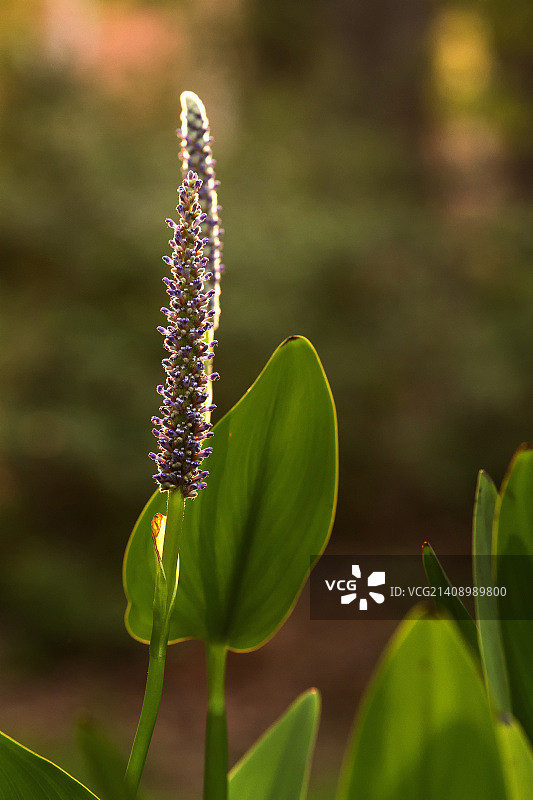 什里夫波特诺顿艺术馆，路易斯安那州图片素材