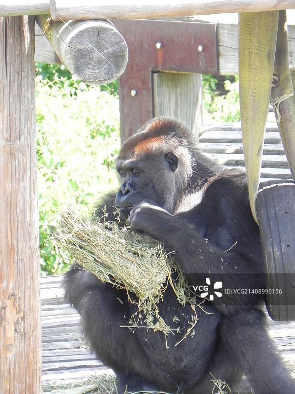 Patrick Salkeld拍摄图片素材