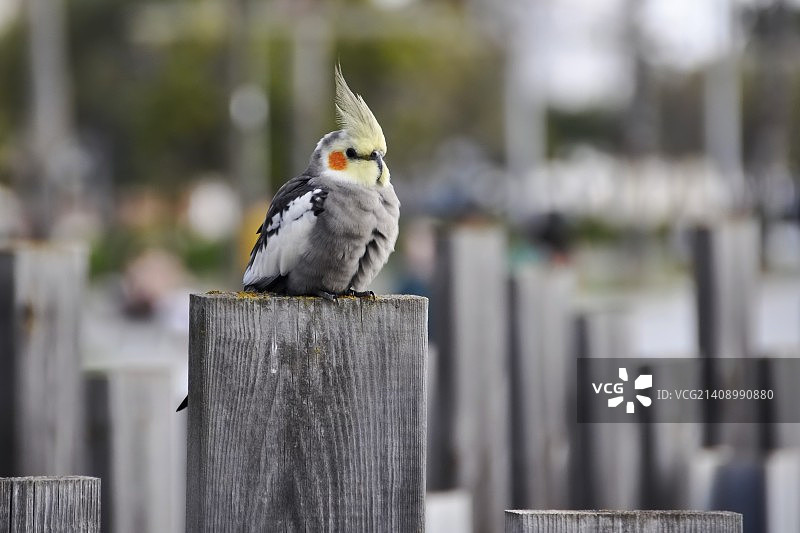 鸡尾鹦鹉图片素材