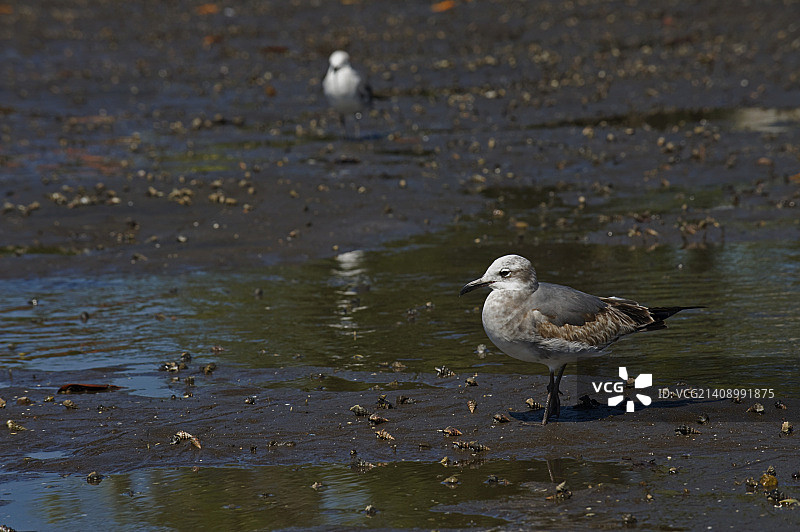 黑头鸥图片素材