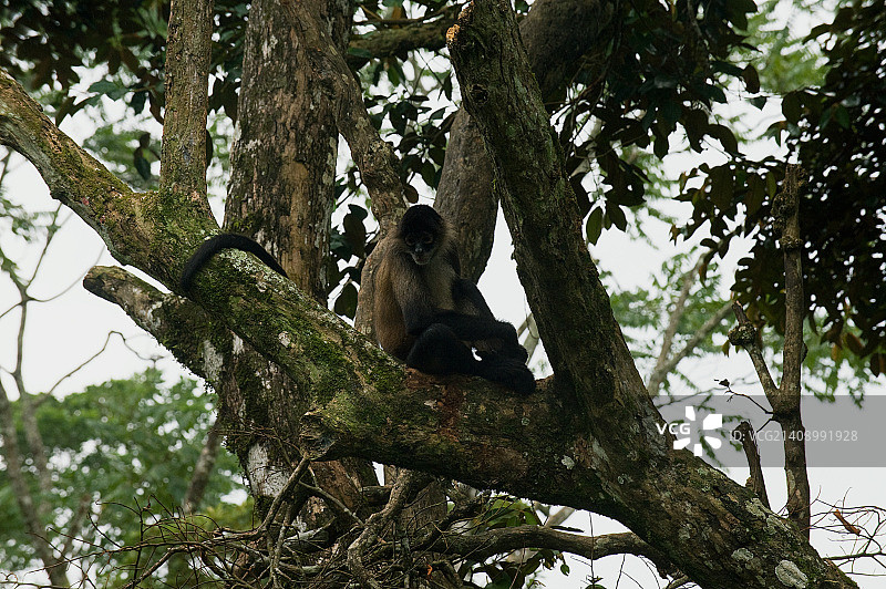 Jose Michael Murillo Rojas摄影作品图片素材