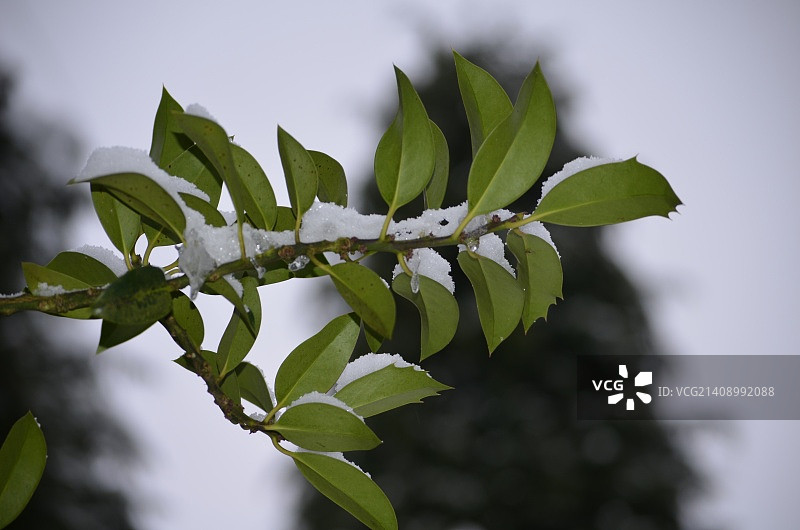 冬青图片素材