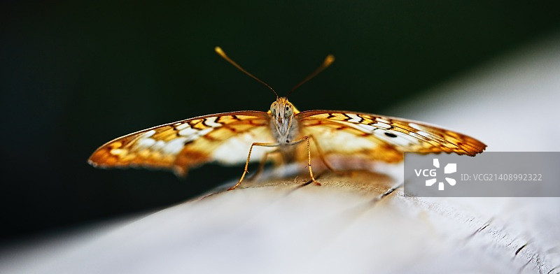 飞行幻想图片素材