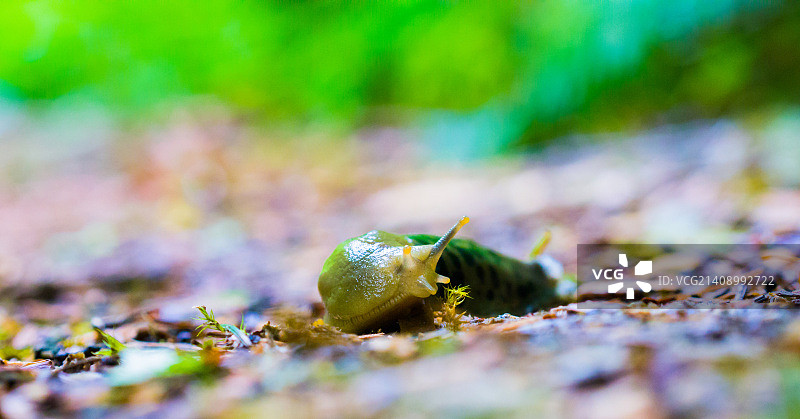 森林里的蛞蝓图片素材