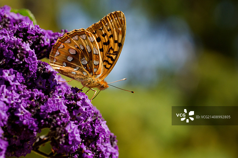 大斑点贝母蝴蝶图片素材