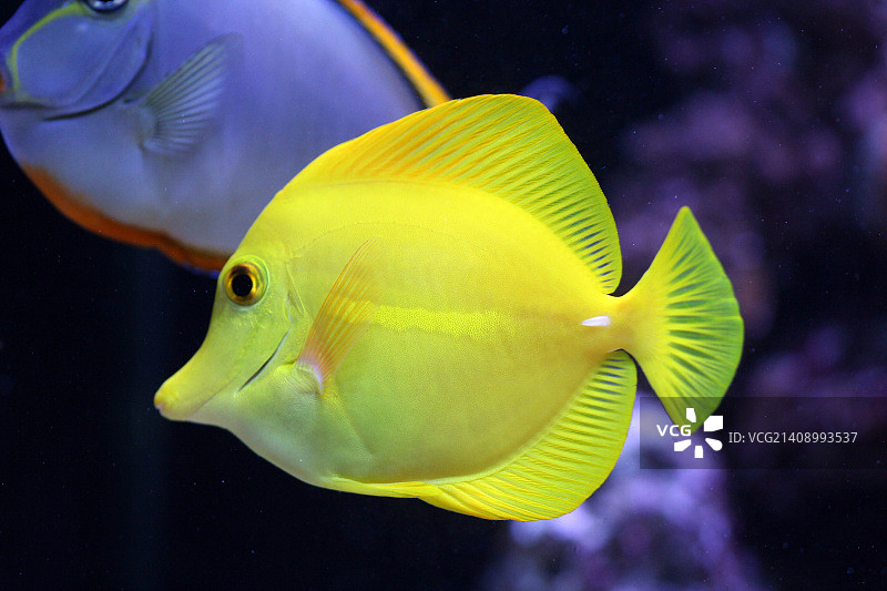 黄高鳍刺尾鱼图片素材
