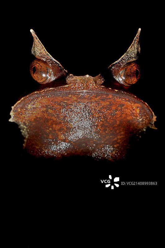 马来亚角蛙图片素材