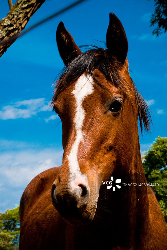年轻的马图片素材