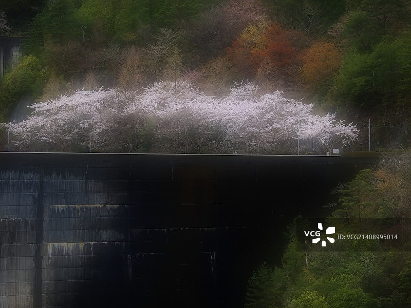 日本尾鹫图片素材