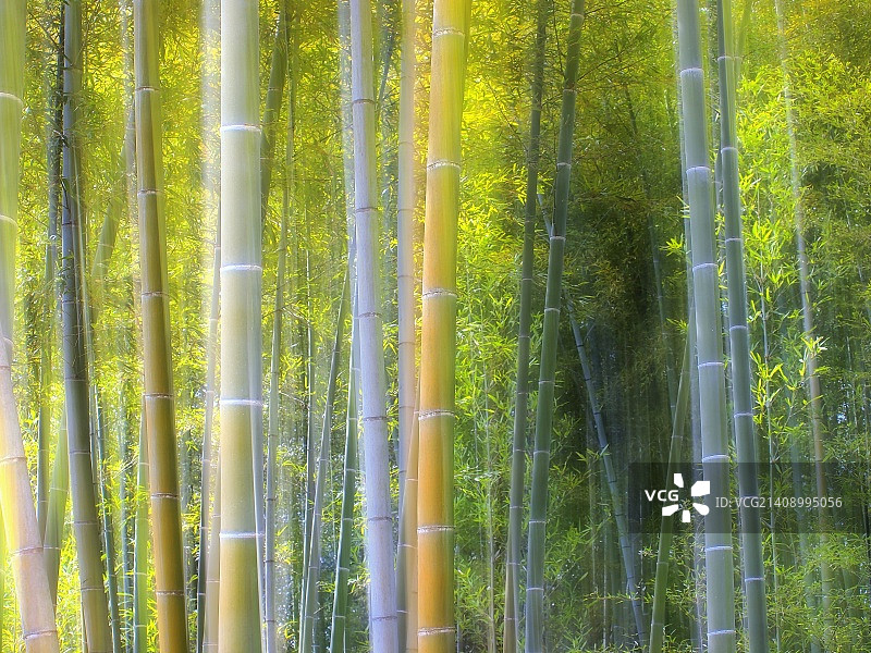 日本宇治图片素材