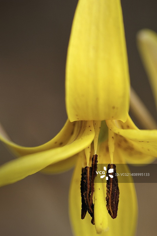 北美金鱼草图片素材