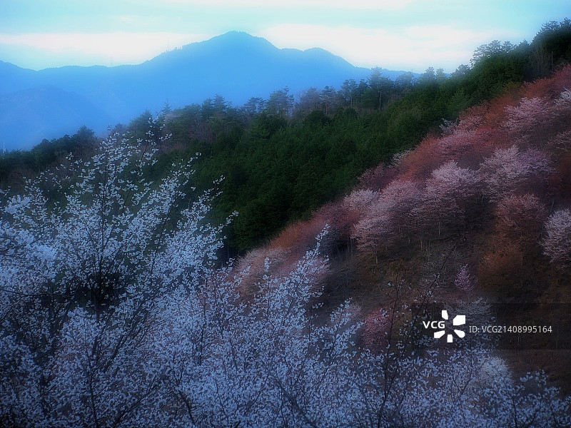 日本吉野町图片素材