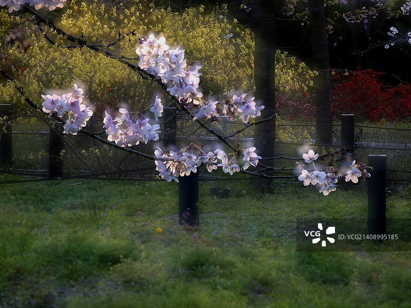 日本草津图片素材