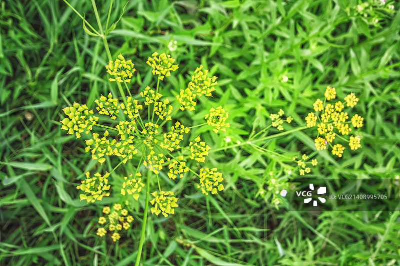 野生欧防风图片素材