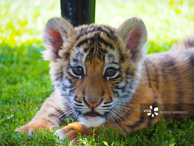 娜迪亚图片素材